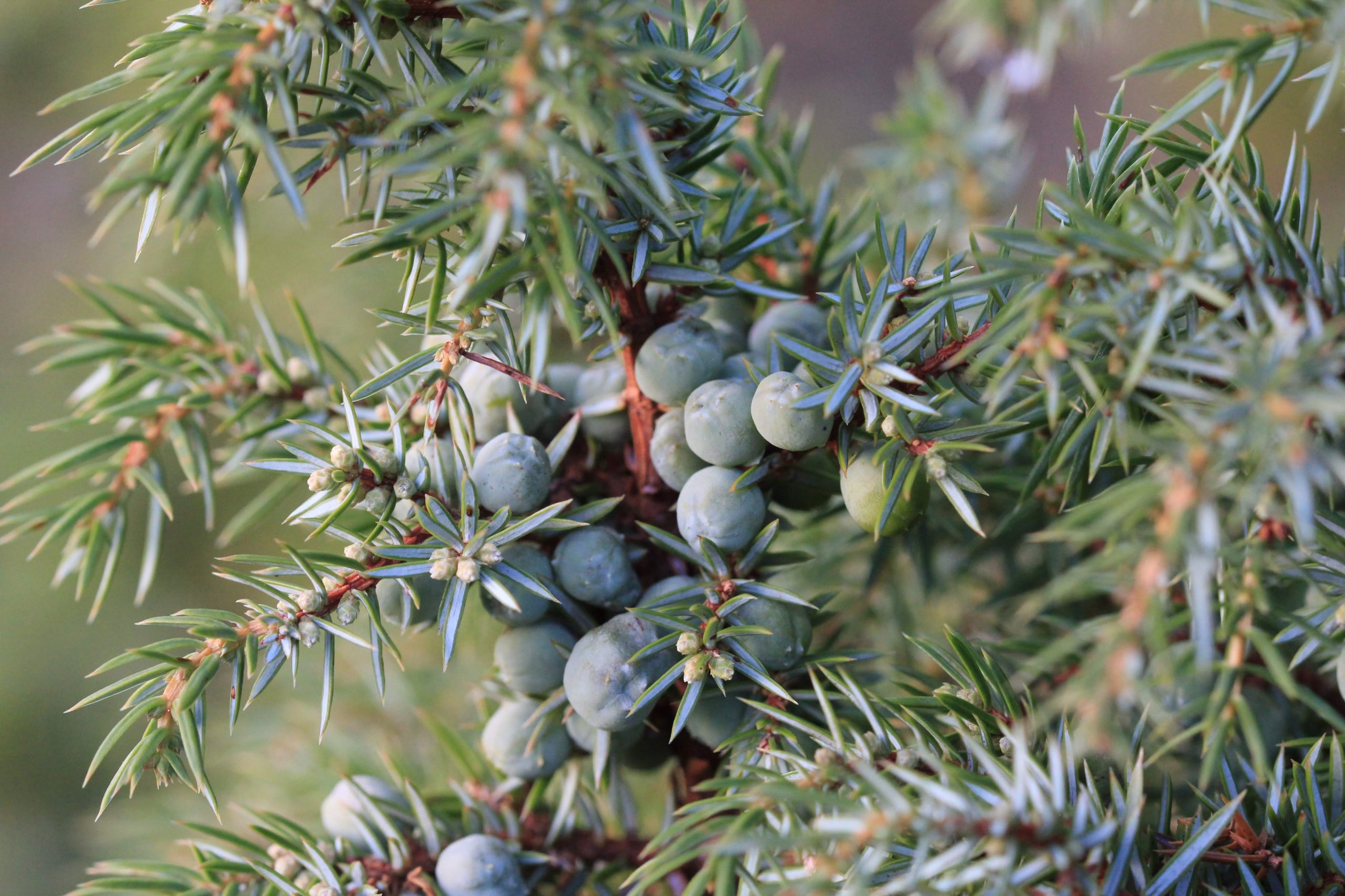 Einebær (Juniperus communis)